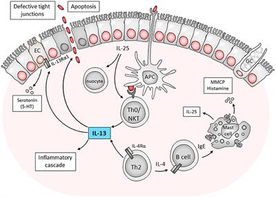 Targeting IL-13 as a Host-Directed Therapy Against Ulcerative Colitis